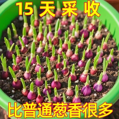 种植专用四川小香葱红葱头带芽盆栽火葱黄葱四季葱苗榨葱油干葱头