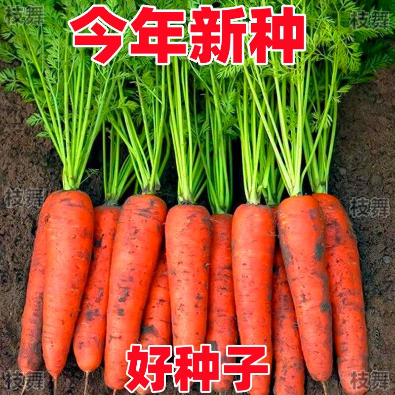 九寸三红胡萝卜夏秋季耐热寒水果蔬菜萝卜生吃脆甜四季田园红萝卜