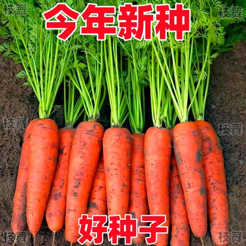 九寸三红胡萝卜夏秋季耐热寒水果蔬菜萝卜生吃脆甜四季田园红萝卜