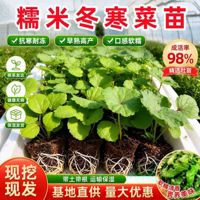 糯米冬寒菜秧苗老品种高产耐寒苋菜苗带土球发货蔬菜秧苗盆栽地栽