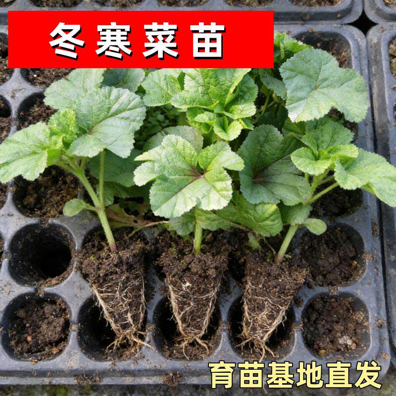 糯米冬寒菜秧苗老品种高产耐寒苋菜苗带土球发货蔬菜秧苗盆栽地栽