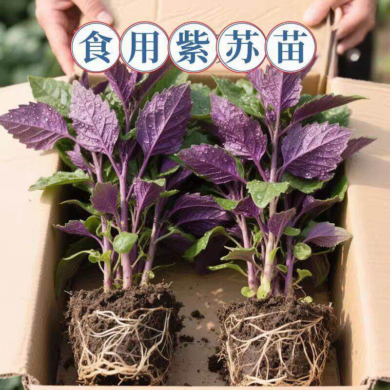 正宗紫苏可食用新鲜紫苏叶鸡冠辣椒香料紫苏子叶新鲜可食用叶子