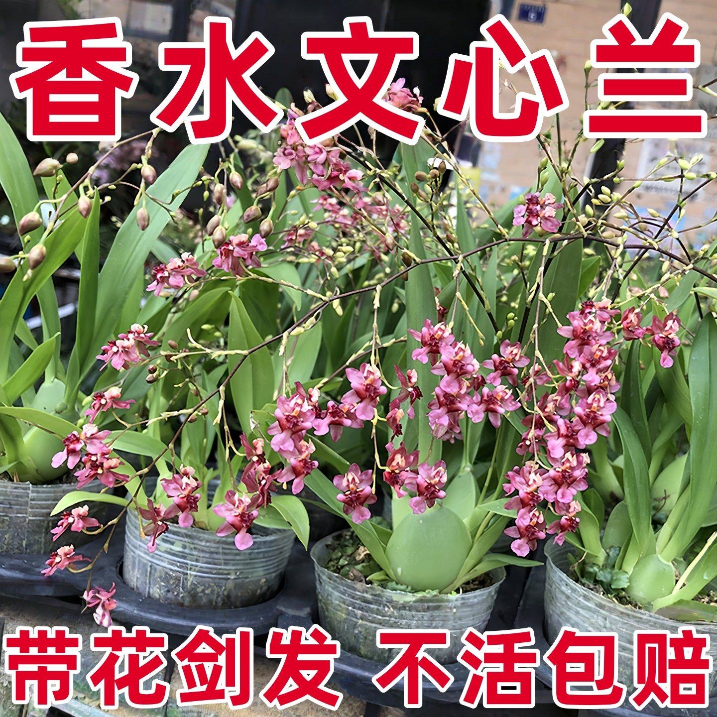 文心兰带花苞盆栽香水梦香兰花卉精品四季耐寒客厅室内阳台好养,鲜花速递/花卉仿真/绿植园艺,红掌/凤梨/温室花卉,淘宝优惠券,粉丝福利购,淘宝优惠卷