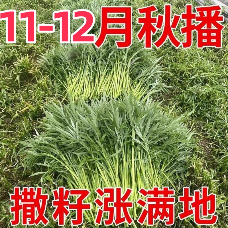 【特高产】美味芦蒿藜蒿种子四季盆栽地栽阳台小院种植高产