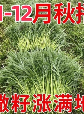 【特高产】美味芦蒿藜蒿种子四季盆栽地栽阳台小院种植高产