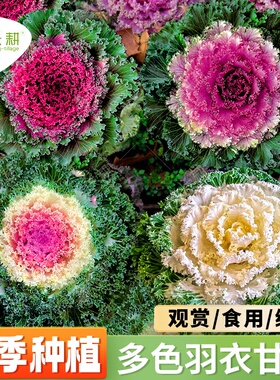 多彩羽衣甘蓝种籽观赏食用日本甘兰蔬菜种子叶牡丹春秋季盆栽菜籽