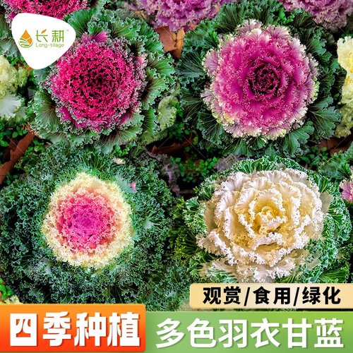 多彩羽衣甘蓝种籽观赏食用日本甘兰蔬菜种子叶牡丹春秋季盆栽菜籽