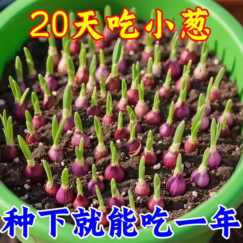 种植专用四川小香葱红葱头带芽盆栽火葱黄葱四季葱苗榨葱油干葱头