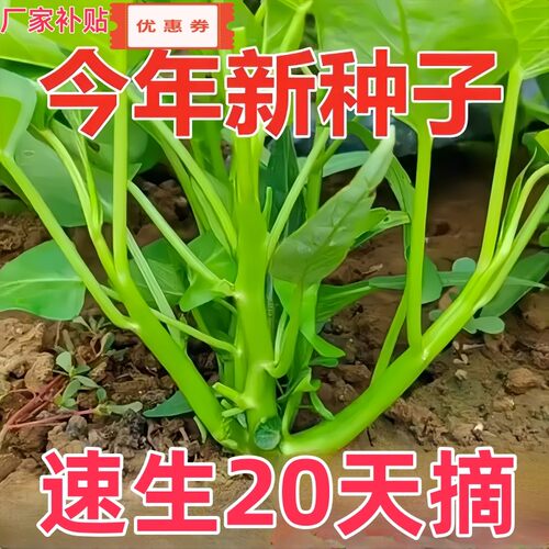 三叉空心菜种籽蕹菜通心菜种子竹叶菜四季高产盆栽大叶青菜种子孑