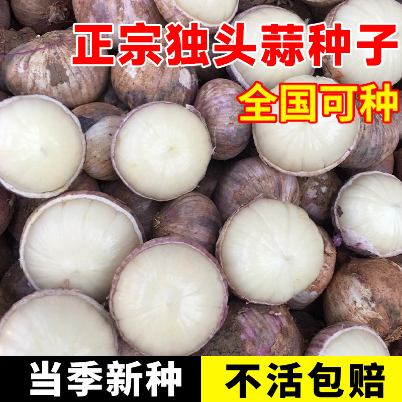 紫皮独头蒜云南独头蒜种籽圆头蒜种独头大蒜种子高产量南云独头蒜