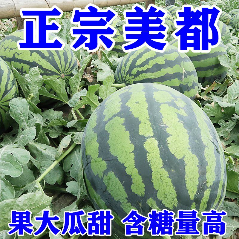 高纯金美都西瓜种子籽四季超甜薄皮耐裂南方中早熟茂华西瓜种籽孑