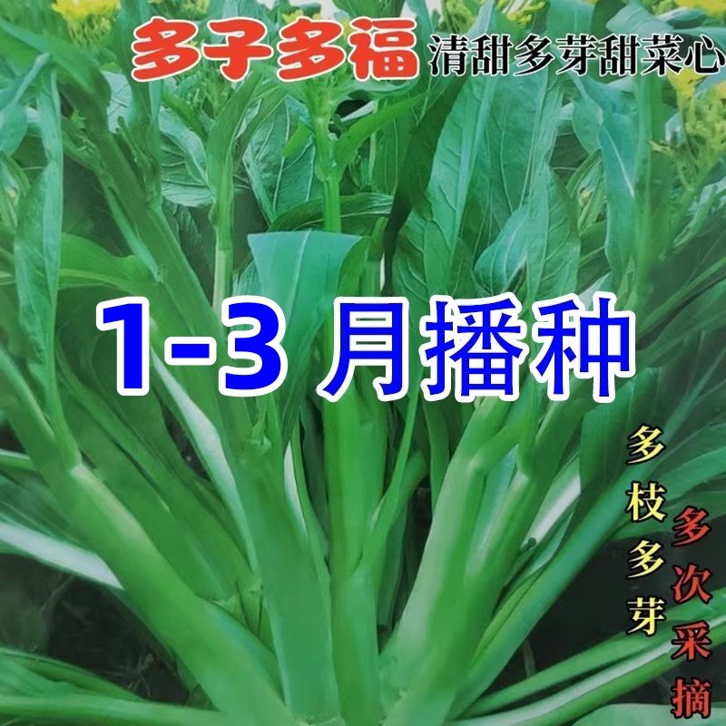 多子多福甜菜心种子特甜脆菜苔早熟白菜苔多芽种子四季蔬菜种籽