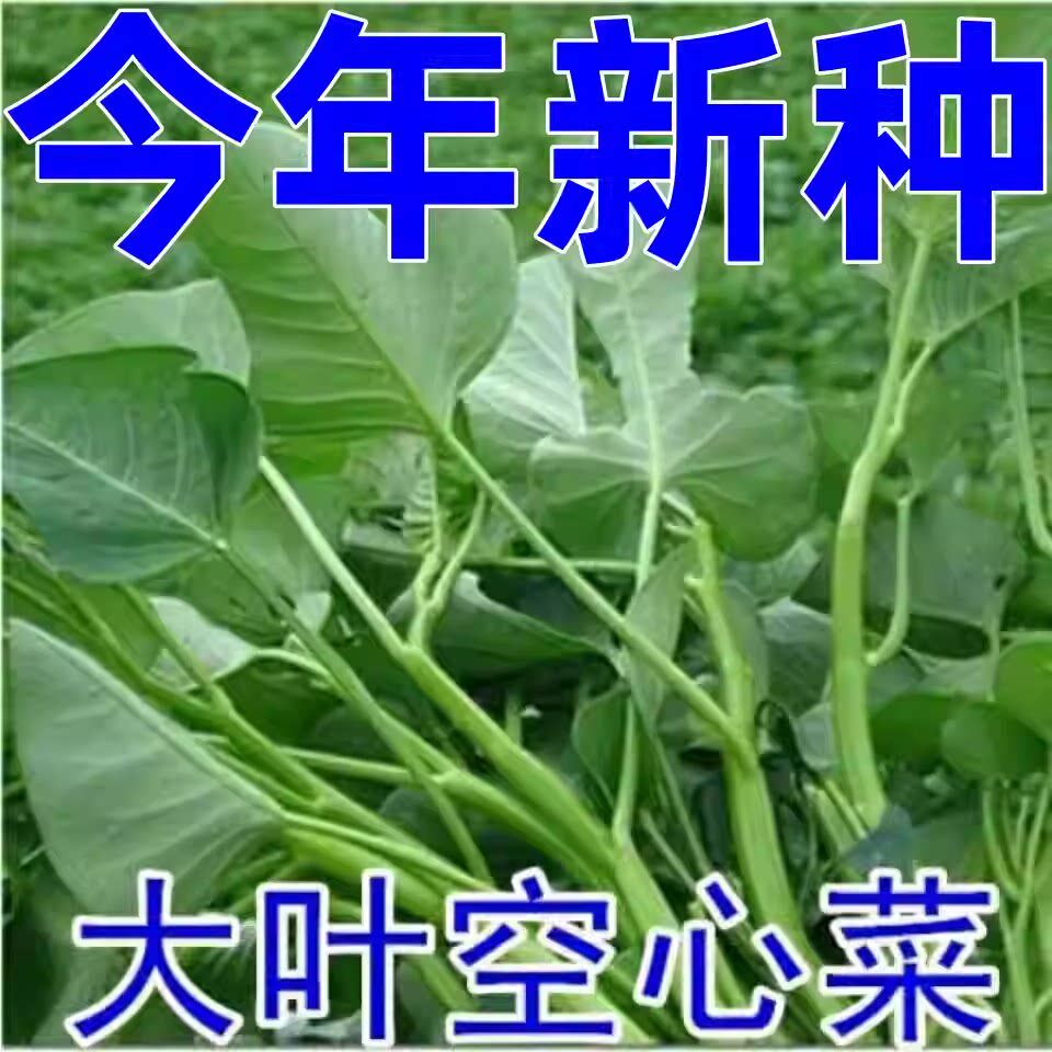大叶空心菜种子圆叶四季菜苗菜籽蔬菜大叶空心菜种籽种孑农家盆栽