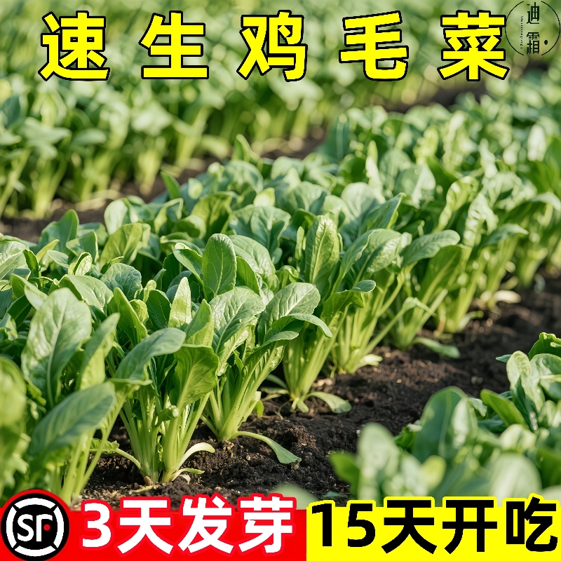 鸡毛菜种子种籽四季小白菜青菜油菜上海青15天阳台盆栽蔬菜蔬莱孑