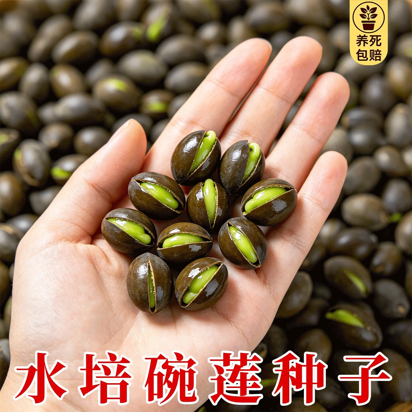 水培植物碗莲花卉室内花好养四季播种种子籽水养荷花盆栽客厅睡莲