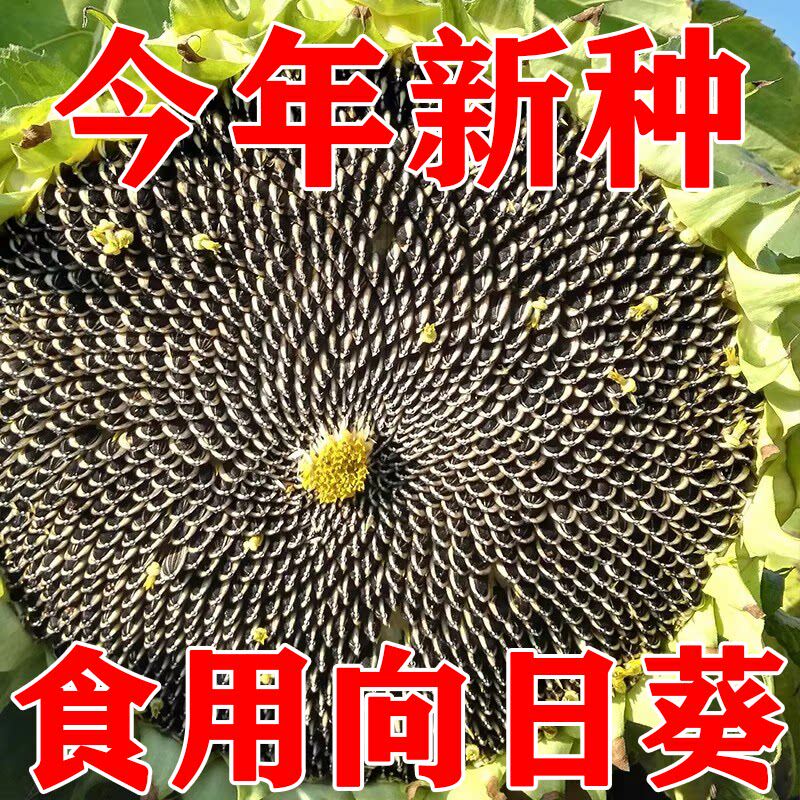 食用向日葵种子矮葵花观赏盆栽孑种活苗花苗籽种带根幼苗花种籽子