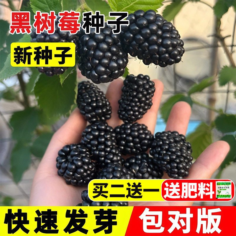 黑树莓种子野草莓覆盆子四季种植野生果水果易存活好养红树莓种籽