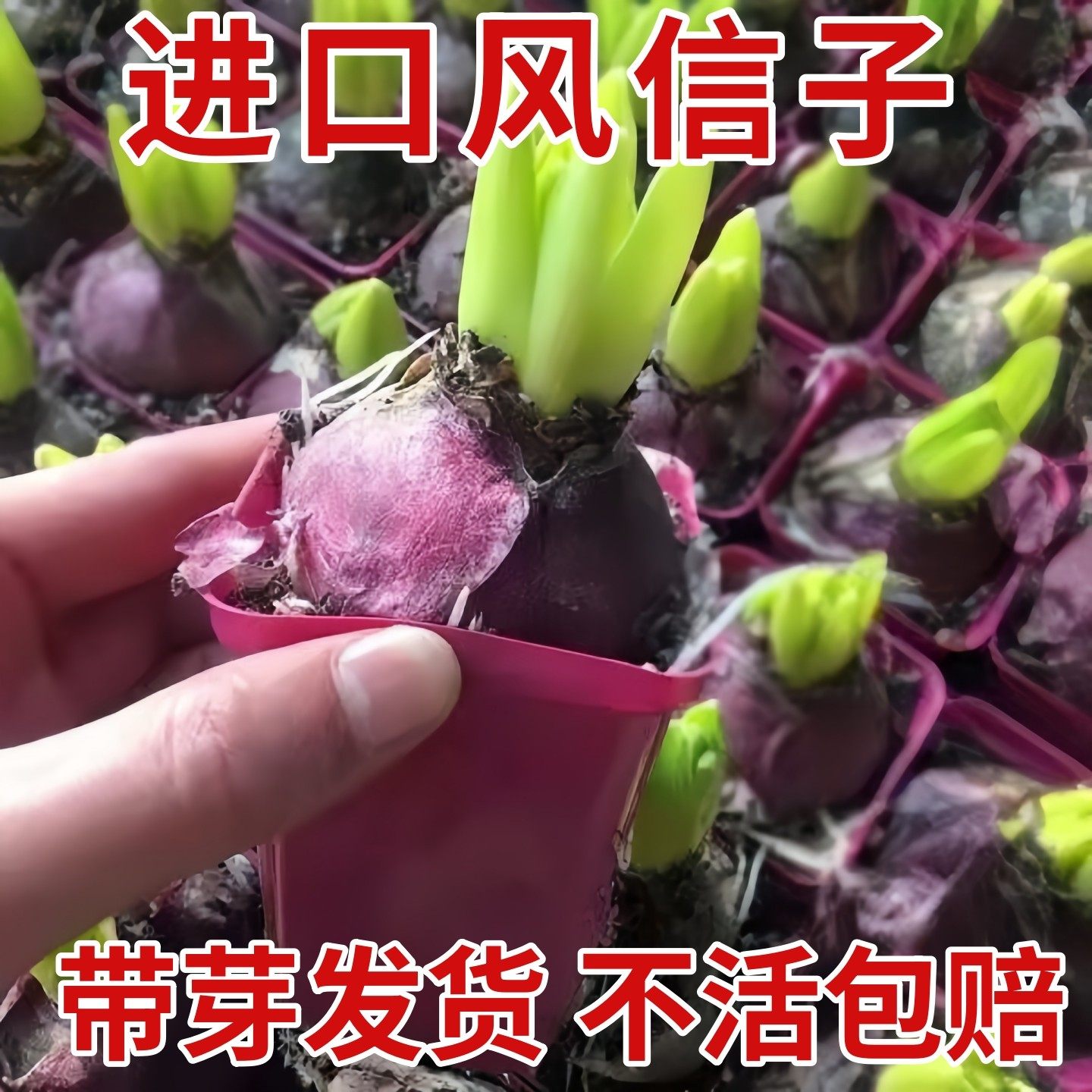 风信子种球水培特大带花苞室外花卉土培进口室内开花植物四季水养,鲜花速递/花卉仿真/绿植园艺,种苗/半成品盆栽,淘宝优惠券,粉丝福利购,淘宝优惠卷