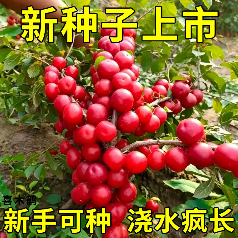 高产钙果种子新采高钙果树种子北方耐寒四季易种活种籽子欧李种子