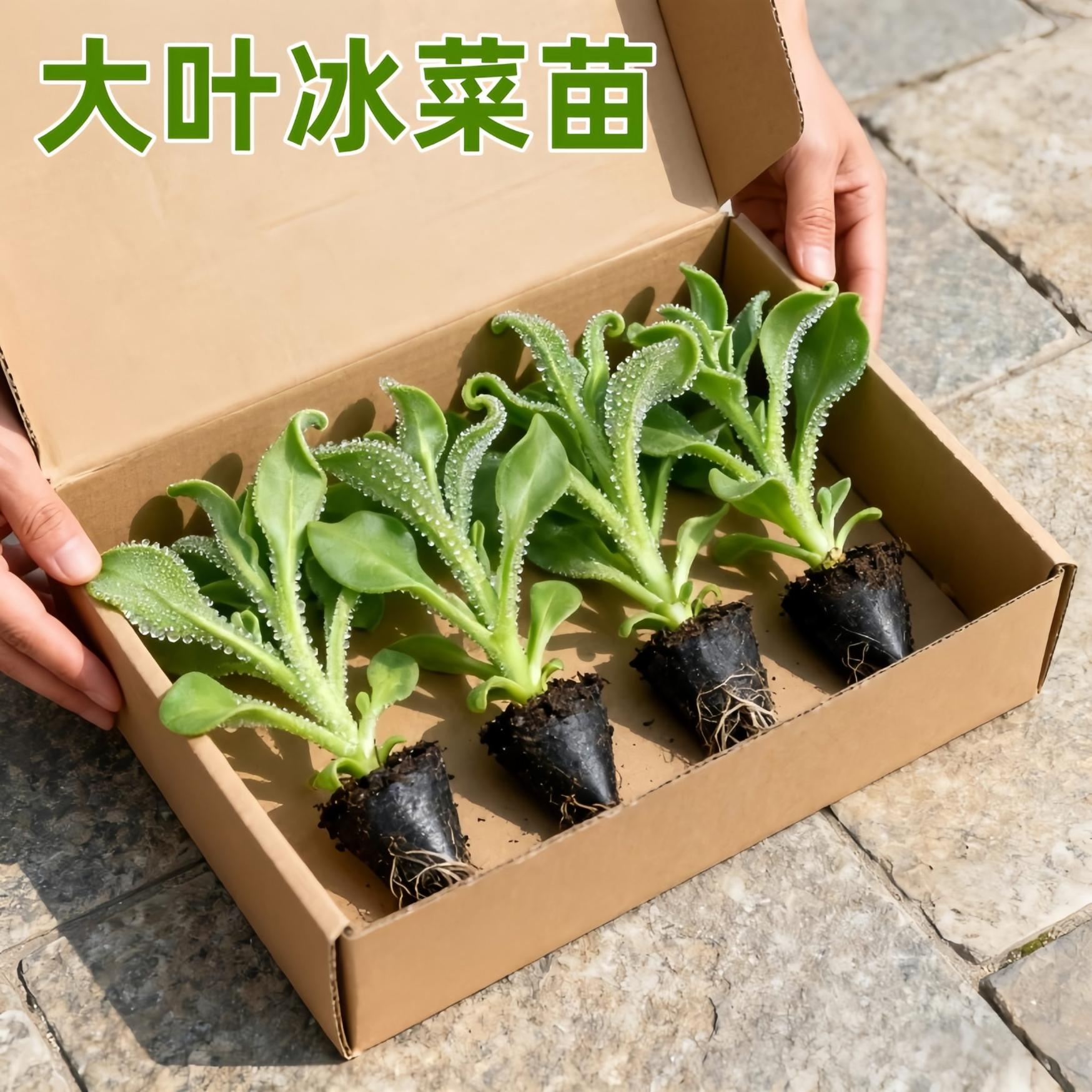 冰菜大苗水晶冰菜秧苗四季种植盆栽耐寒蔬菜苗冰菜幼苗种籽带土球