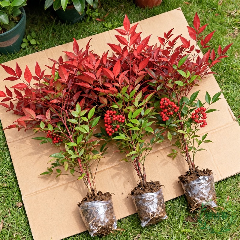 火焰南天竹盆栽树苗客厅绿植室外庭院地栽植物大颗工程苗绿化苗木