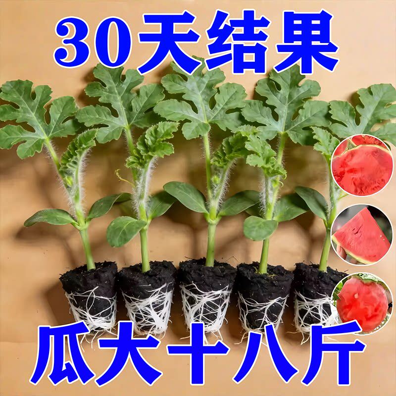 嫁接西瓜苗8424麒麟瓜春季南方早熟盆栽地栽大棚无籽西瓜苗菜苗秧