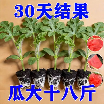 嫁接西瓜苗8424麒麟瓜春季南方早熟盆栽地栽大棚无籽西瓜苗菜苗秧