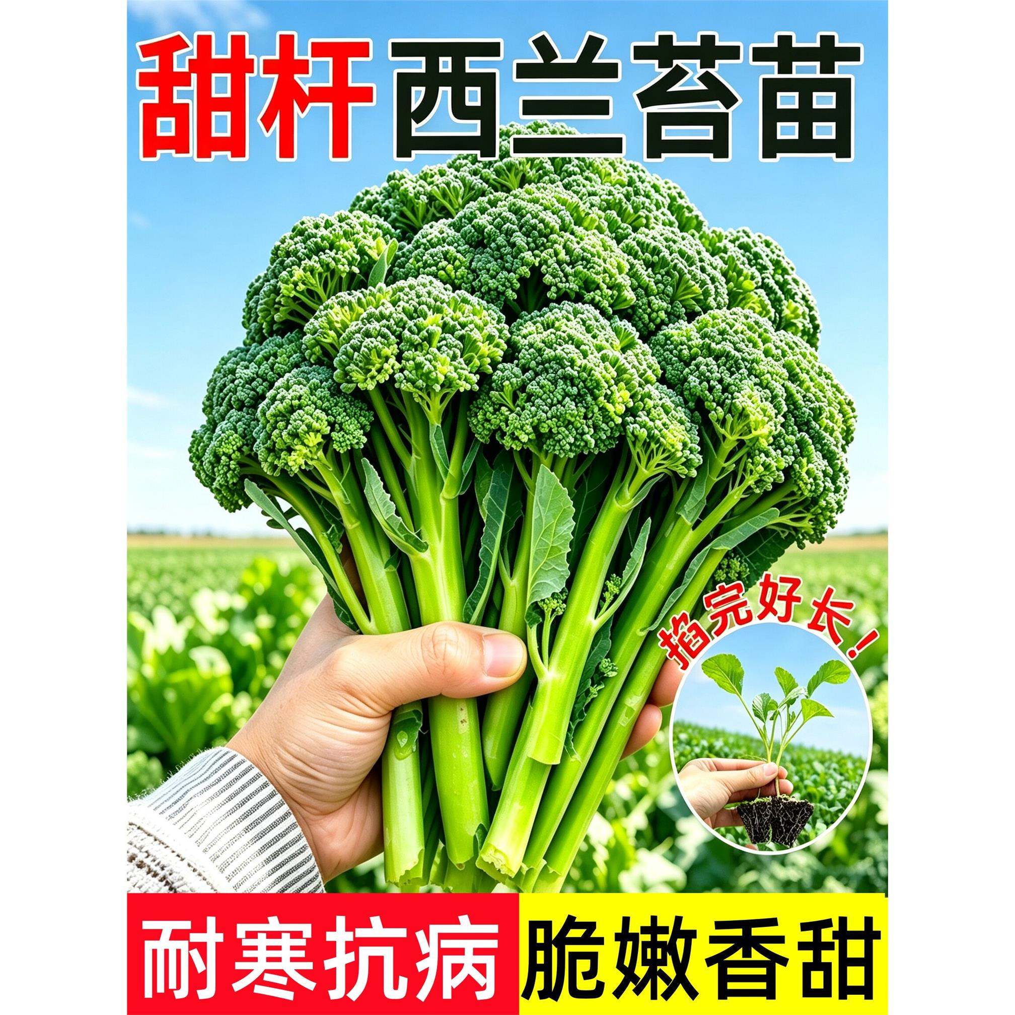 正宗西兰苔苗秧苗西蓝花芥蓝苗西洋芥兰苗四季菜园庭院秋冬季种植