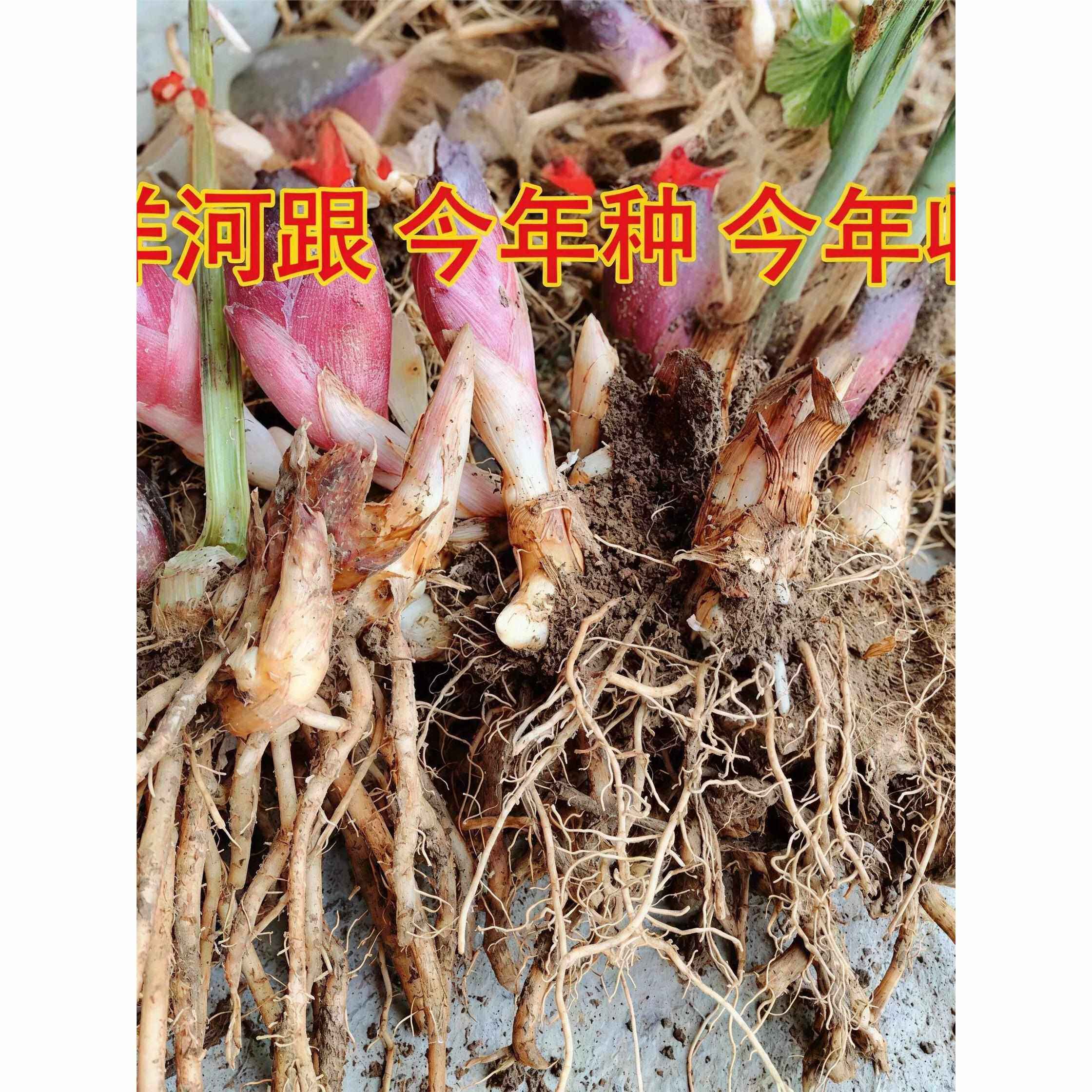阳荷种子洋荷种子洋荷姜种子阳荷姜种子种根种苗新鲜包邮阳台庭院