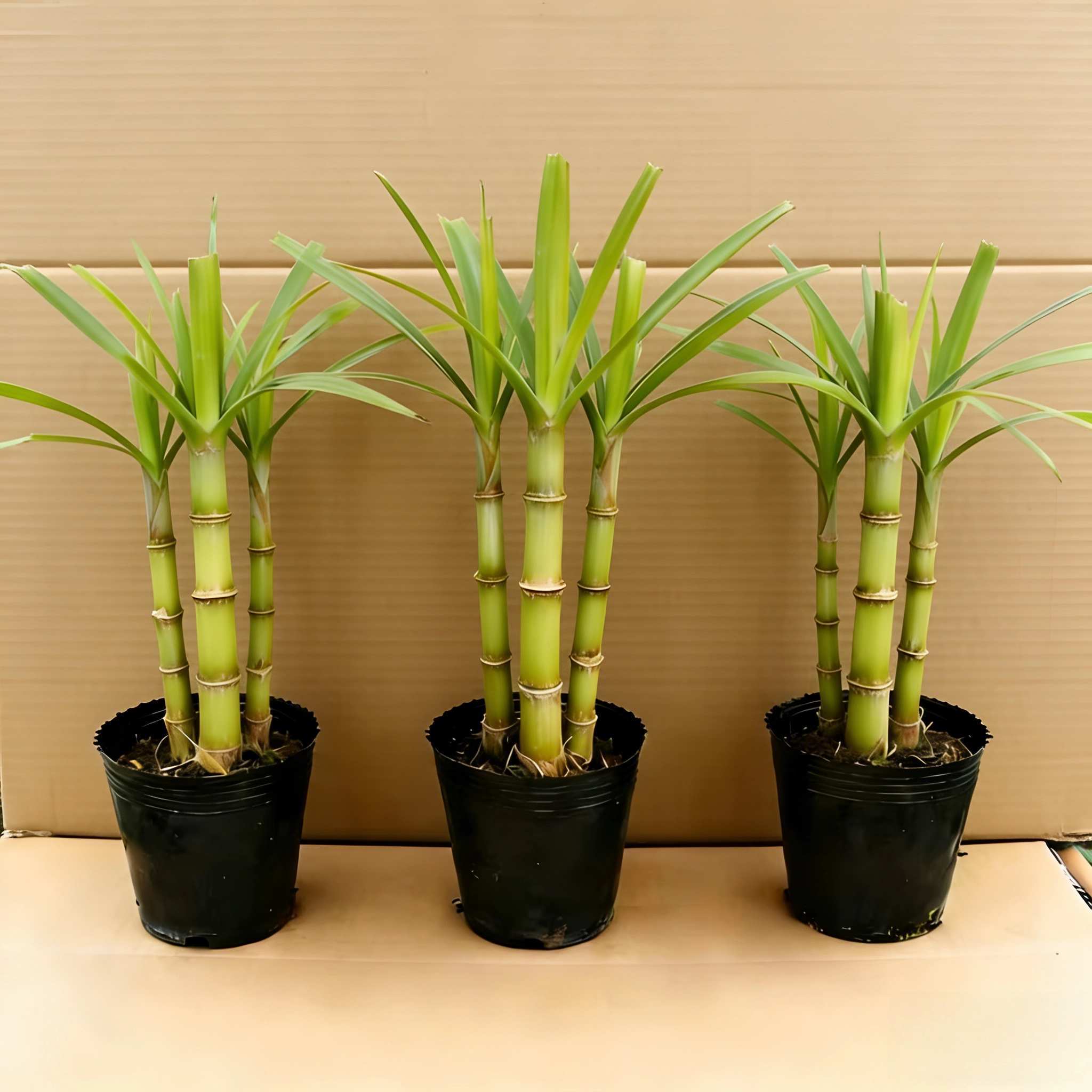 迷你小甘蔗广西甘蔗盆栽盆景南北甘蔗苗室内室外盆栽黑皮甘蔗
