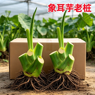 正宗象耳芋巨型大叶盆栽绿植野生巨型大叶象耳芋东南亚巨型品种