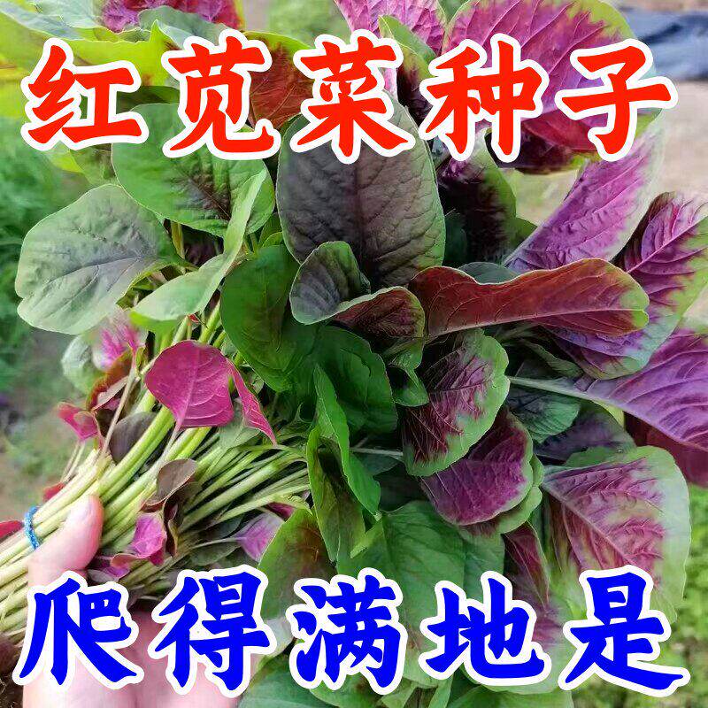 四季大叶圆叶鲜嫩花红苋菜种子白苋菜种籽寒菜红菜三色苋旱菜种子
