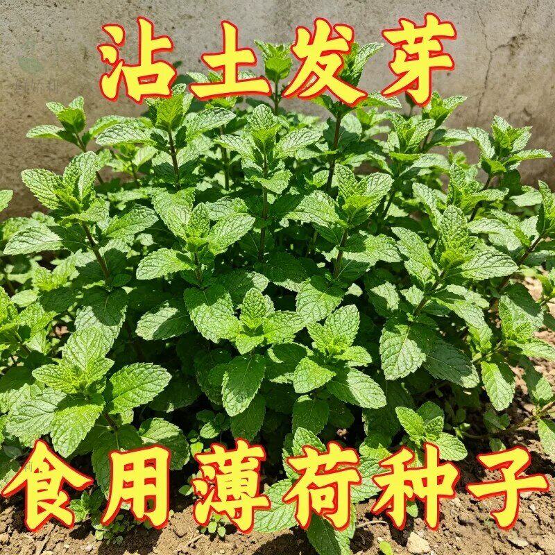 食用薄荷种子驱蚊草阳台庭院室内花盆种植花卉香草植物花卉庭院高