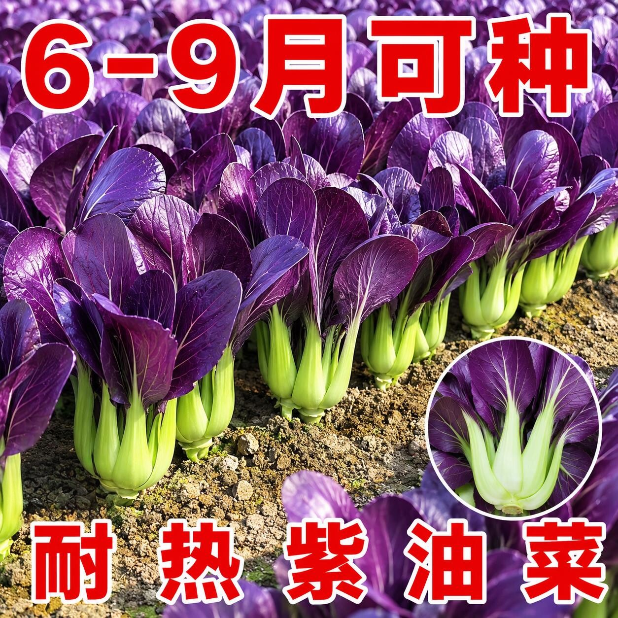紫罗兰油菜种子一年四季种紫色油菜种籽孑小青菜白菜四季蔬菜种子