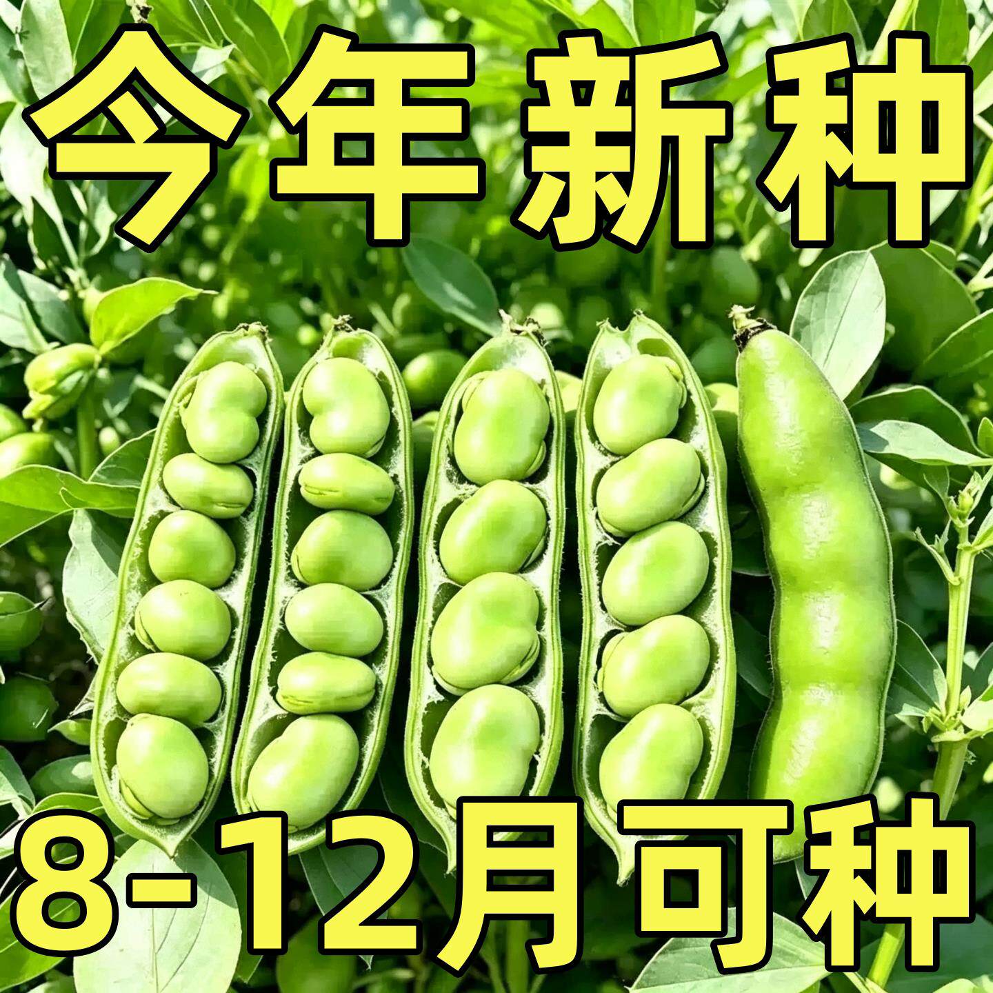 糯米蚕豆种子高产北斗七星罗汉豆春秋冬季播种早熟耐寒胡豆籽