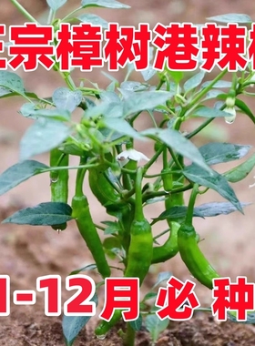 樟树港辣椒种子苗四季原装辣椒种子樟树港椒种籽软皮微辣蔬菜种子