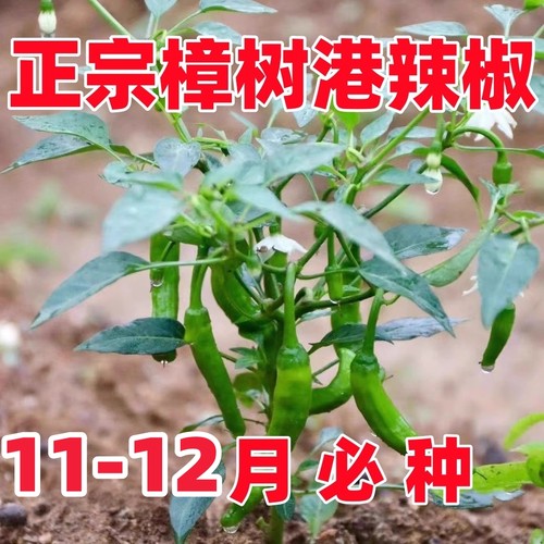 樟树港辣椒种子苗四季原装辣椒种子樟树港椒种籽软皮微辣蔬菜种子