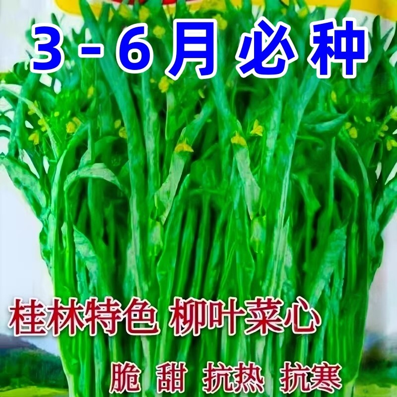 柳叶菜心种子桂林菜花种子广东广西蔬菜种籽卷叶蔬菜种籽