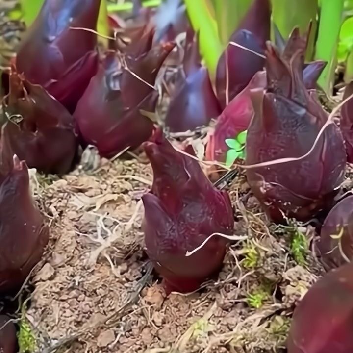 洋荷姜种子阳荷姜洋姜洋荷腌制农家洋河姜洋火姜根多年生蔬菜种籽