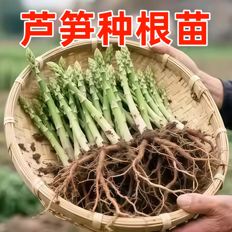 当年可采精品芦笋根苗带芽现挖绿紫芦笋苗根阳台盆栽庭院地栽种植