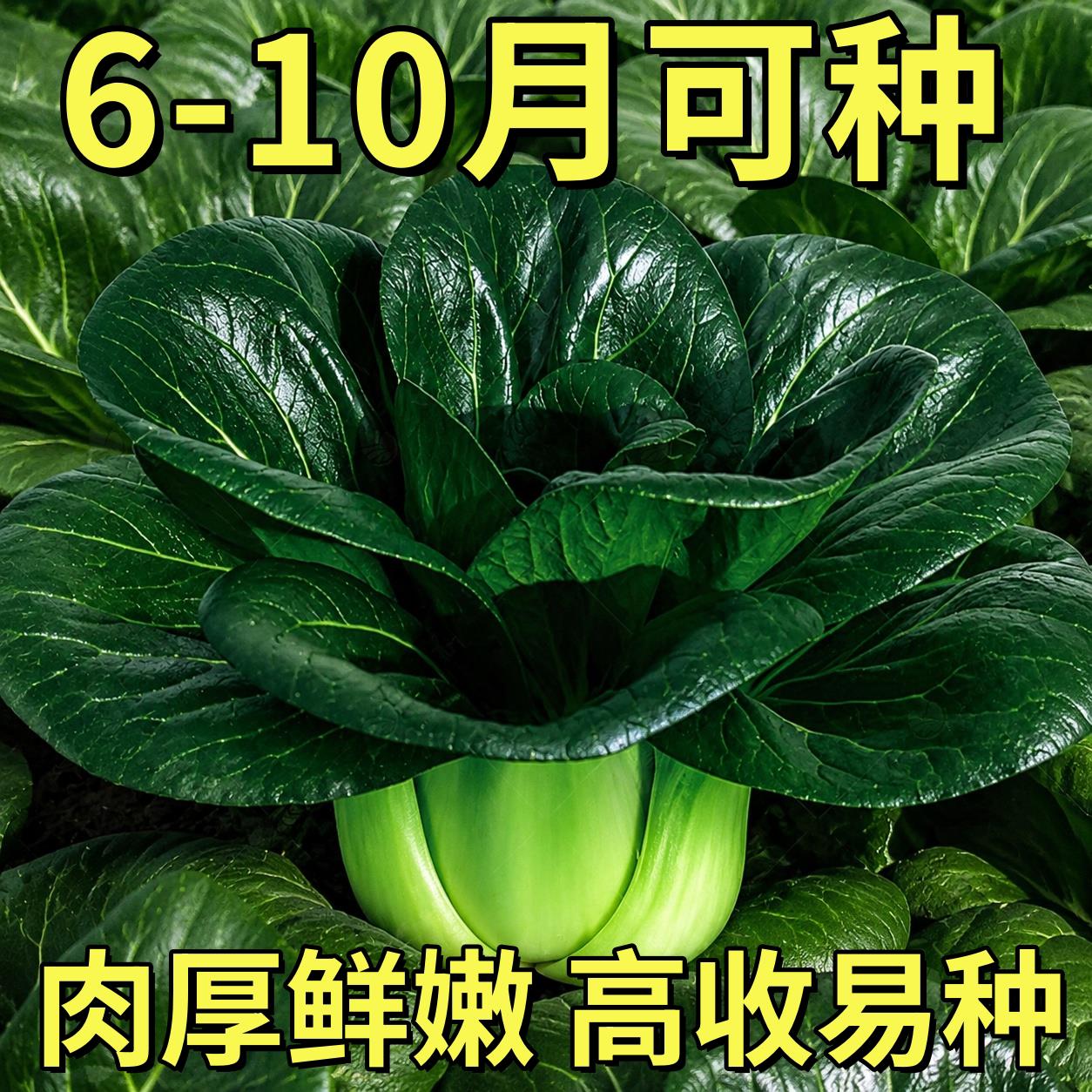 四季苏州青种子矮脚小青菜种籽高产脆嫩阳台盆栽庭院大田蔬菜孑