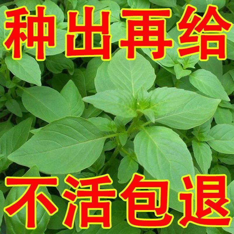 荆芥种子菜种籽大叶河南蔬菜种四季易种苋菜种籽大全农家阳台种子
