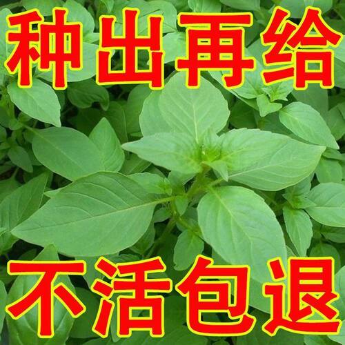 荆芥种子菜种籽大叶河南蔬菜种四季易种苋菜种籽大全农家阳台种子