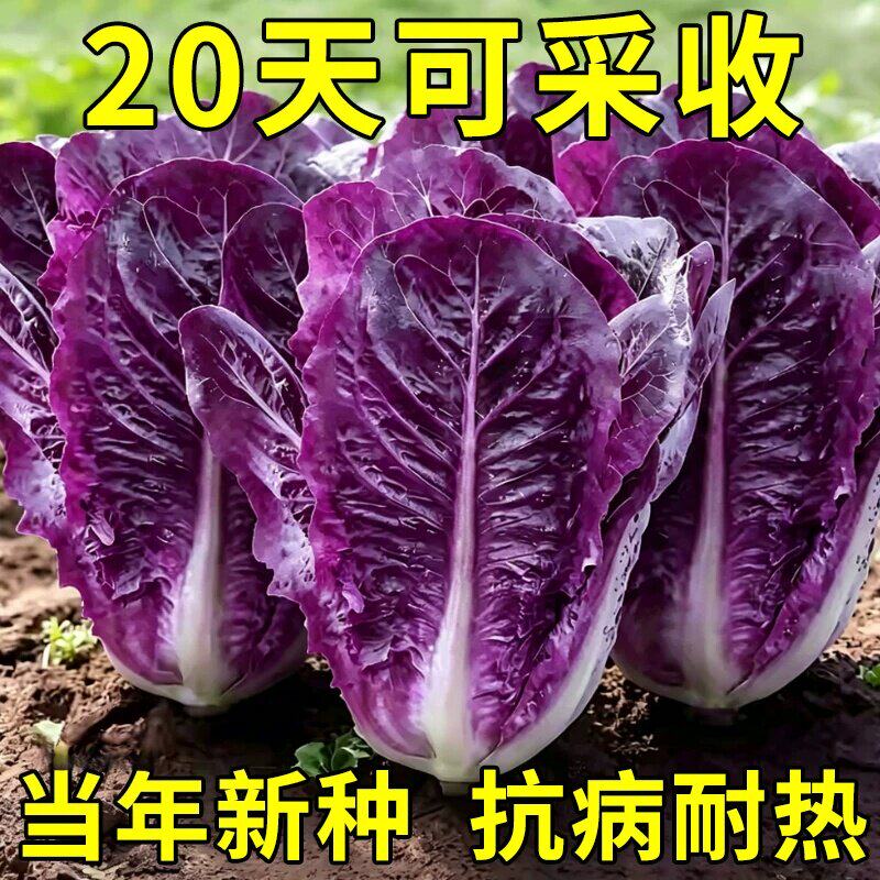 耐热紫孔雀菜种子罗马直立生菜种籽沙拉菜生吃甜脆多汁孔雀菜种子