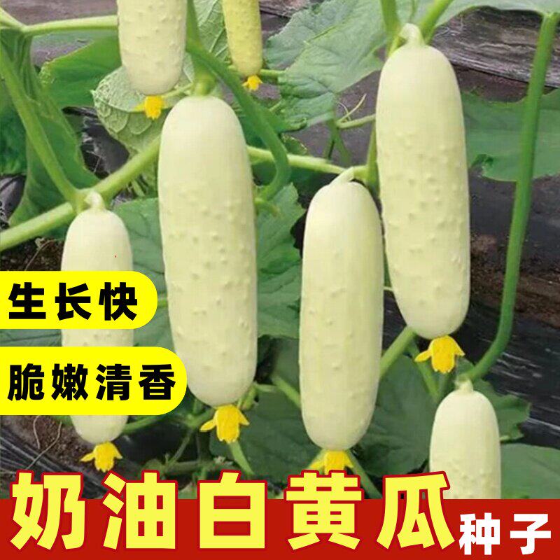 高产早熟奶油黄瓜种子春夏秋播白玉黄瓜苗四季水果黄瓜蔬菜种子