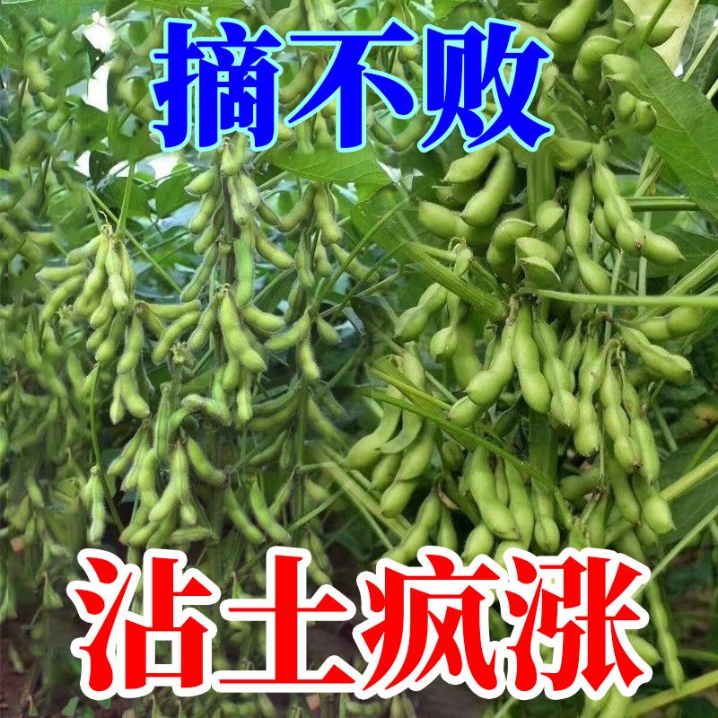 高产早熟60天大粒毛豆种子抗病耐寒优质青毛豆种子春夏播毛豆种籽