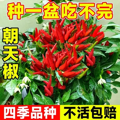 自留种湖南小米辣椒种子小米椒超辣土红椒朝天椒小尖椒小米七星椒