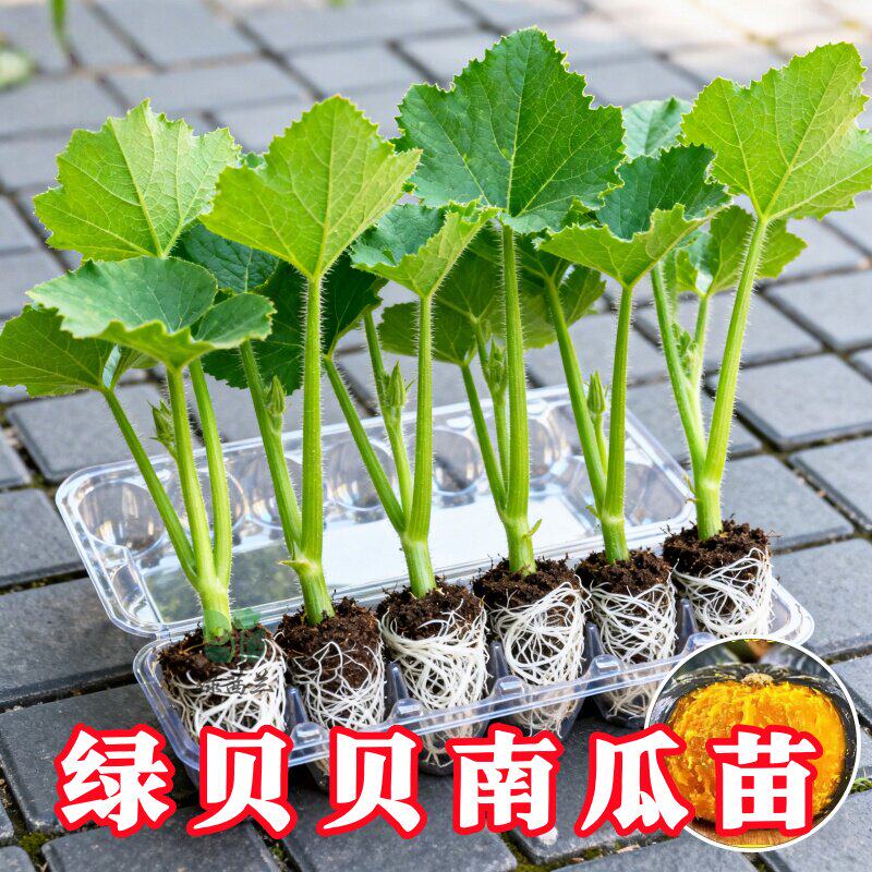 山东寿光香甜正宗板栗贝贝南瓜秧苗四季盆栽绿贝贝蜜本带土球种子