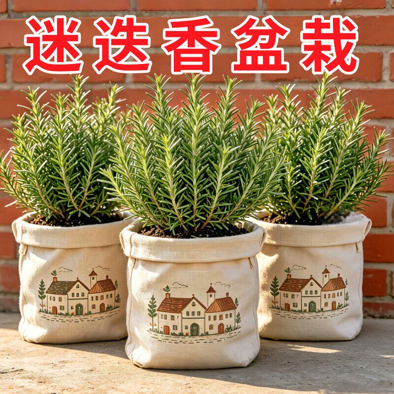 迷迭香苗盆栽可食用驱蚊植物香草薄荷苗水培花卉绿植物室内煎牛排