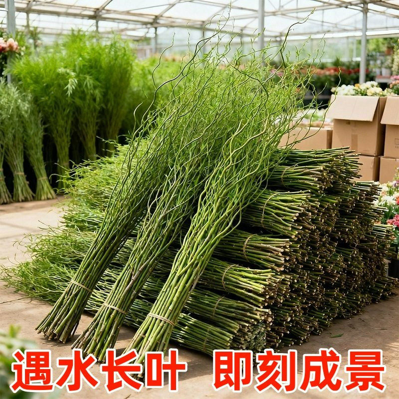 龙柳鲜枝水培植物藤条干支水养富贵竹室内绿植盆栽花卉重枝瓣雪柳,鲜花速递/花卉仿真/绿植园艺,红掌/凤梨/温室花卉,淘宝优惠券,粉丝福利购,淘宝优惠卷